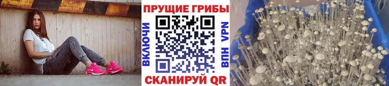 Псилоцибиновые грибы GOLDEN TEACHER  гидра ССЫЛКА  Удачный  закладки 